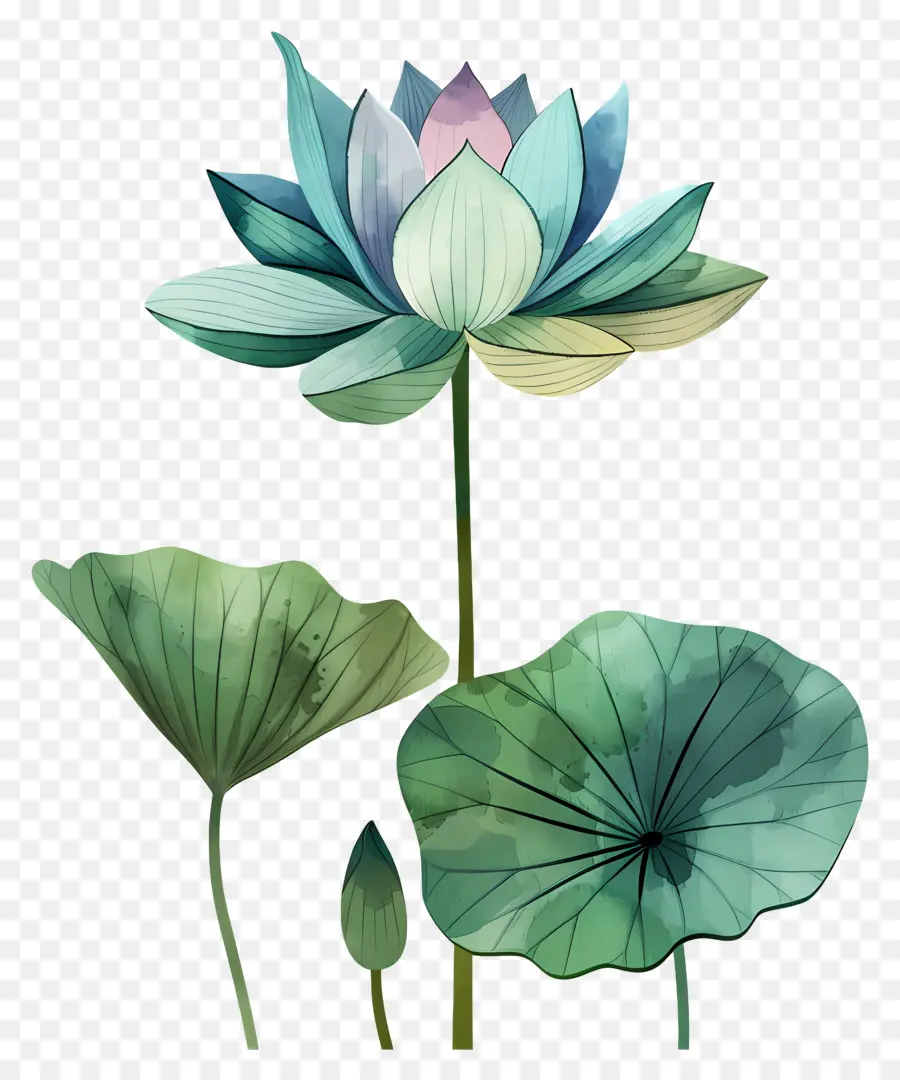 Fleur De Lotus，Nénuphar PNG