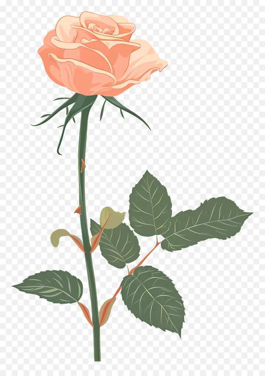 Tige De Rose，Rose Rose PNG