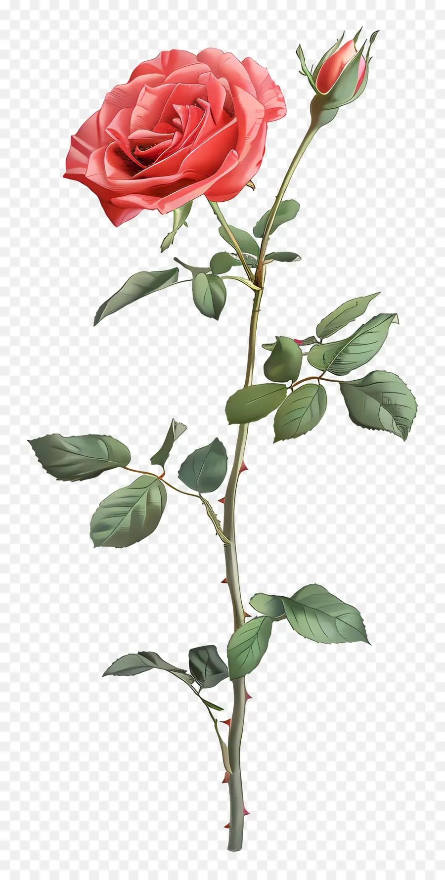 Tige De Rose，Rose Rouge PNG