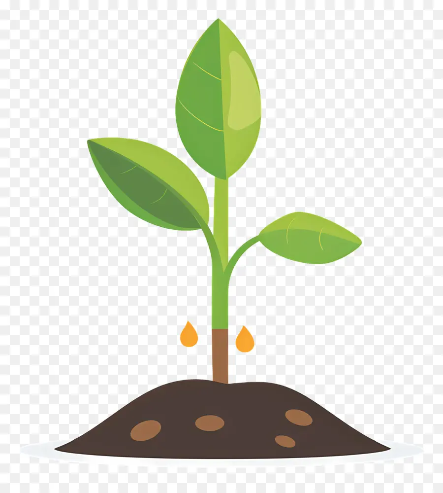 Pousse De Plante，Plant PNG