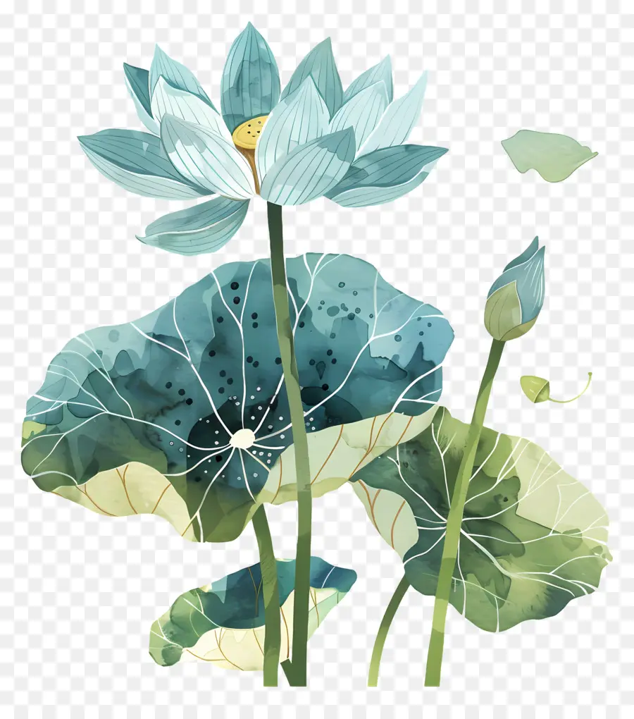 Fleur De Lotus，Fleur De Lotus Bleu PNG