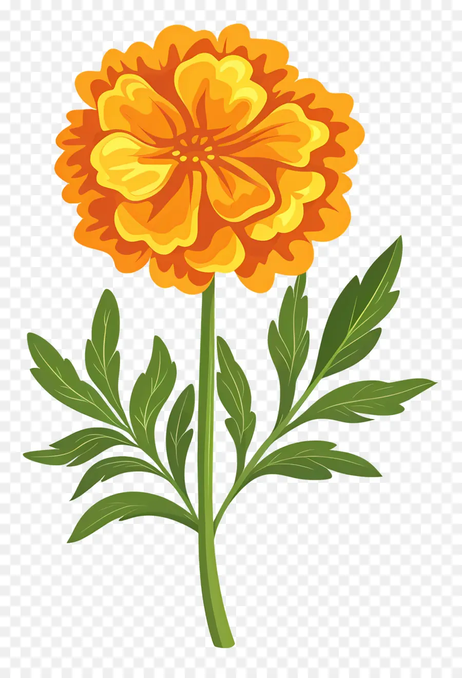 Fleur De Souci，Pétales Orange Vif PNG