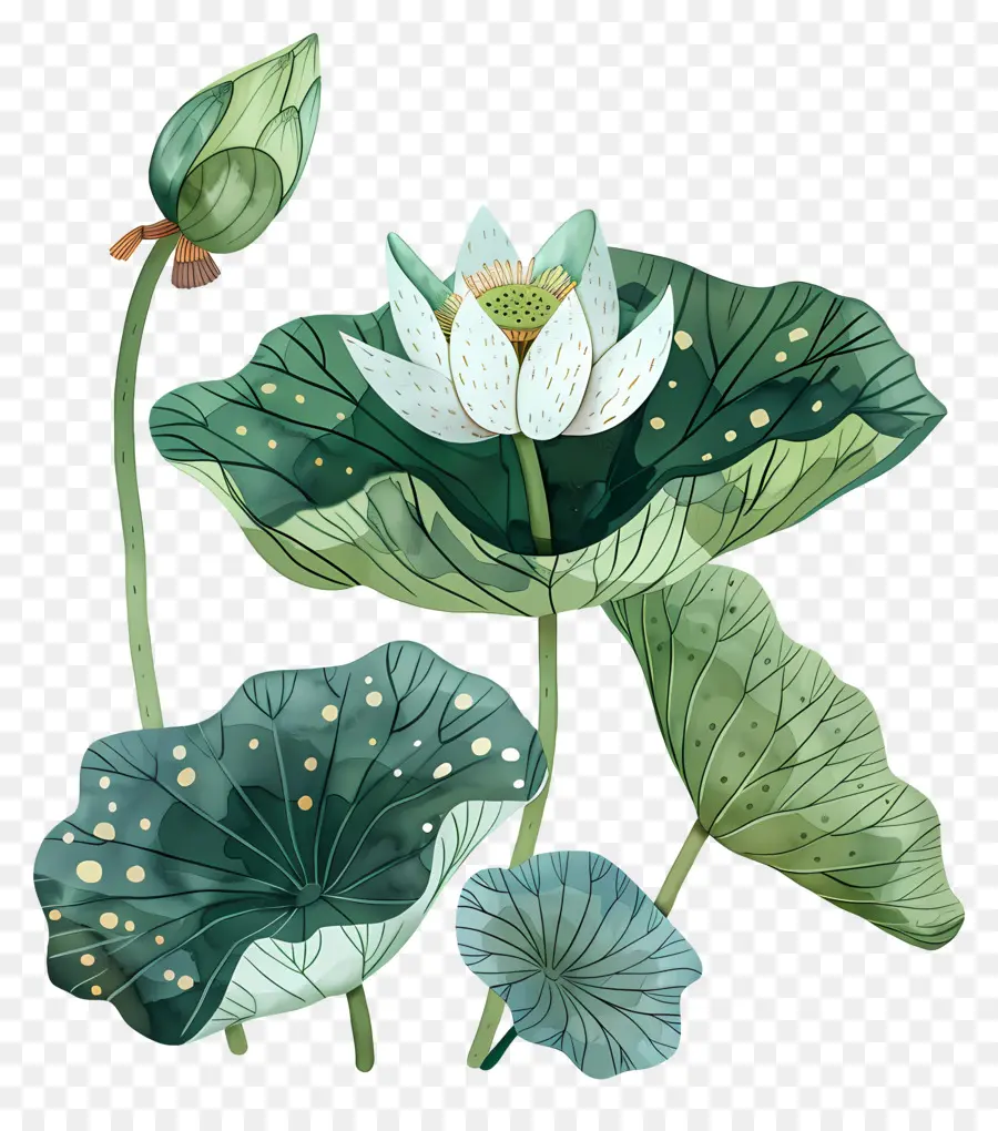 Fleur De Lotus，Peinture à L'aquarelle PNG