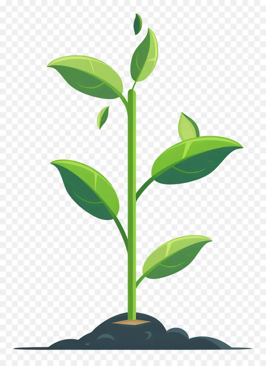 Plantées，Plante PNG