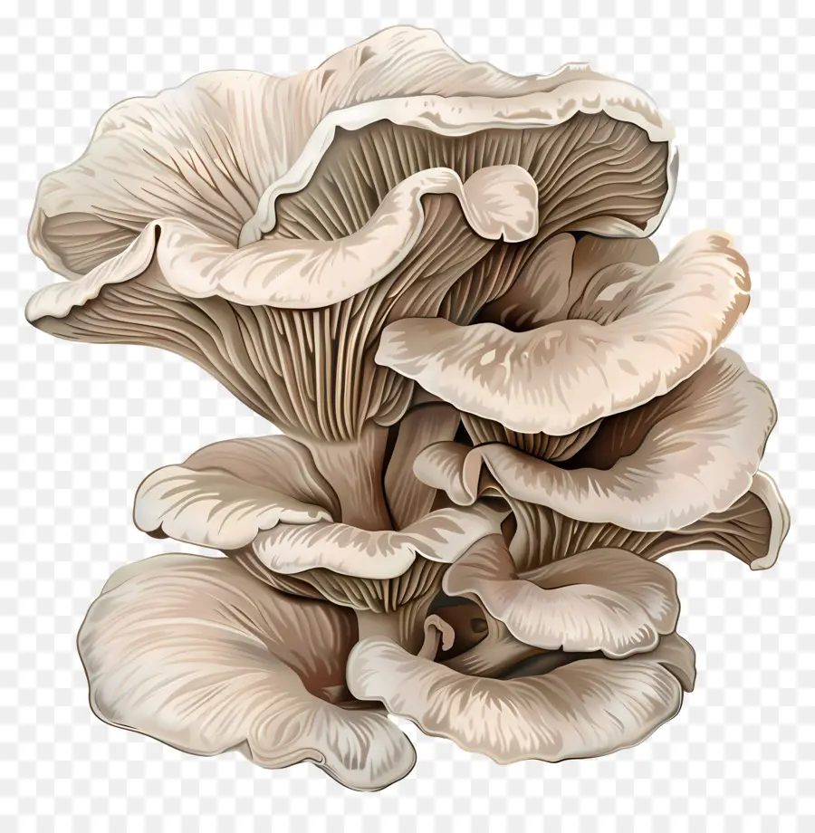 Les Pleurotes，Champignons PNG