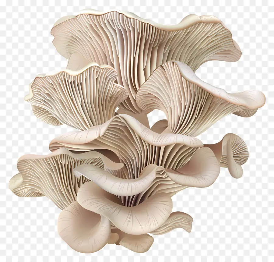 Les Pleurotes，Champignons Blancs PNG