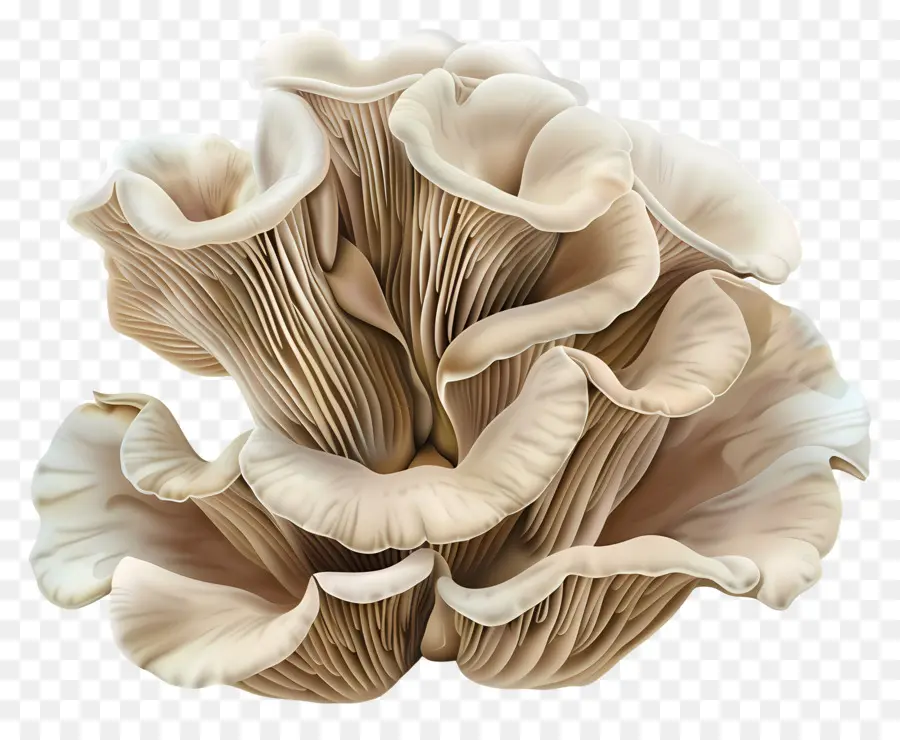 Les Pleurotes，Champignons PNG