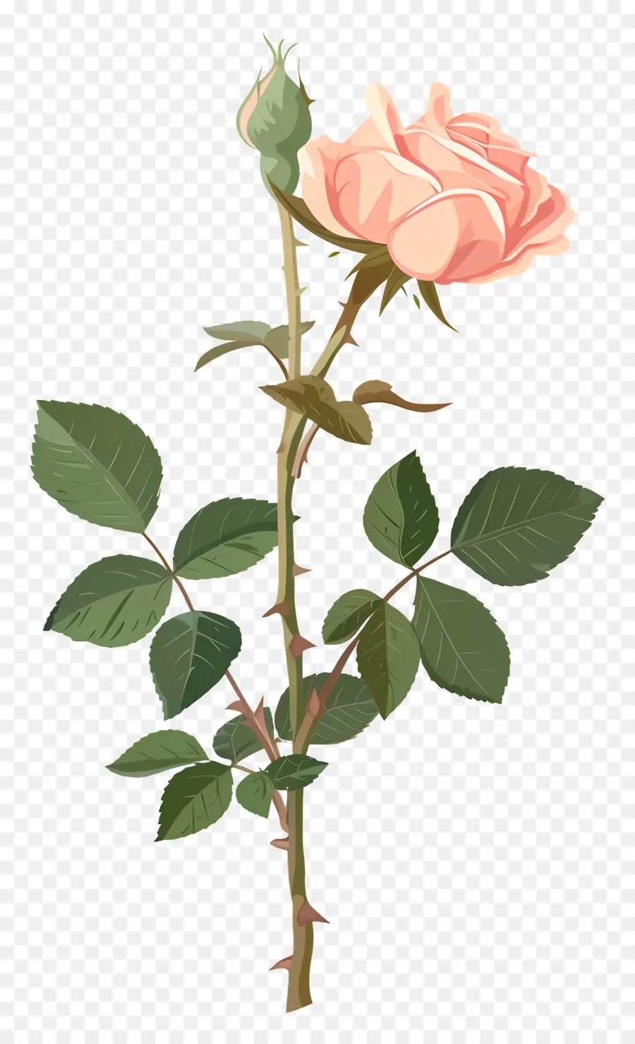 Tige De Rose，Rose Rose PNG