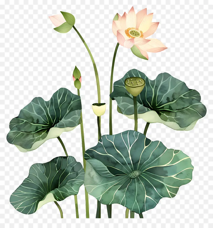 Fleur De Lotus，Des Fleurs De Lotus PNG