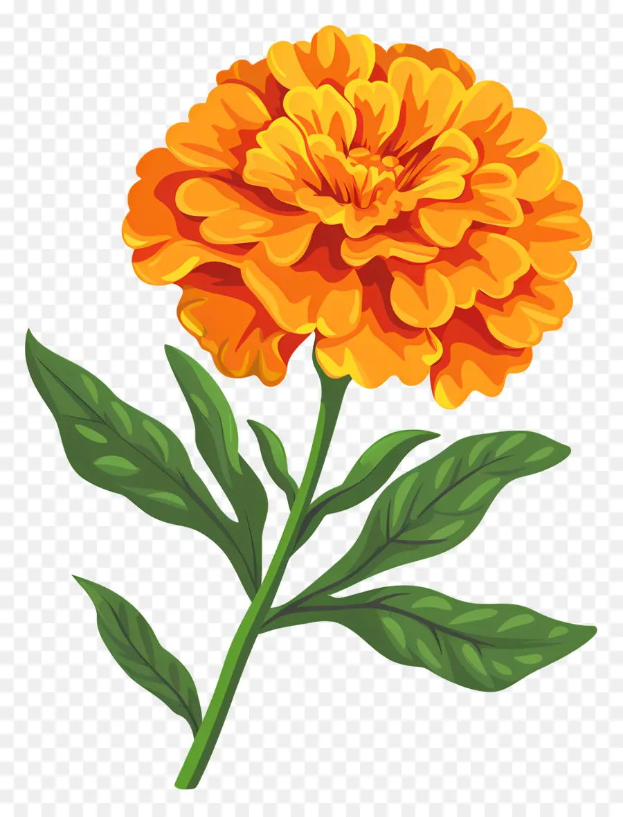 Fleur De Souci，Fleur Du Souci D'orange PNG