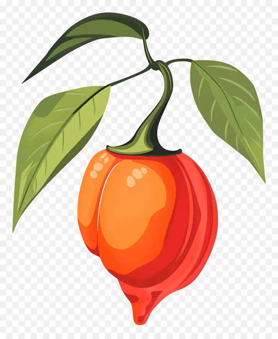 Poivre De Habanero，Fruits Orange PNG