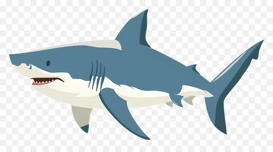 Dessin Animé Requin，Requin PNG