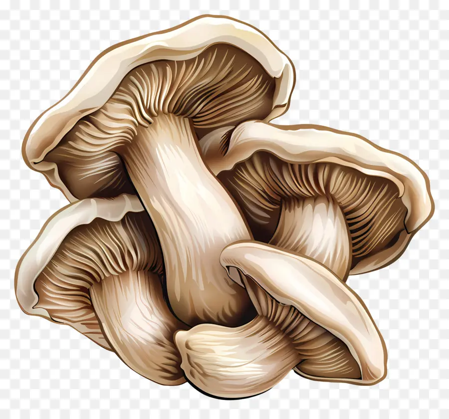 Les Pleurotes，Champignons PNG