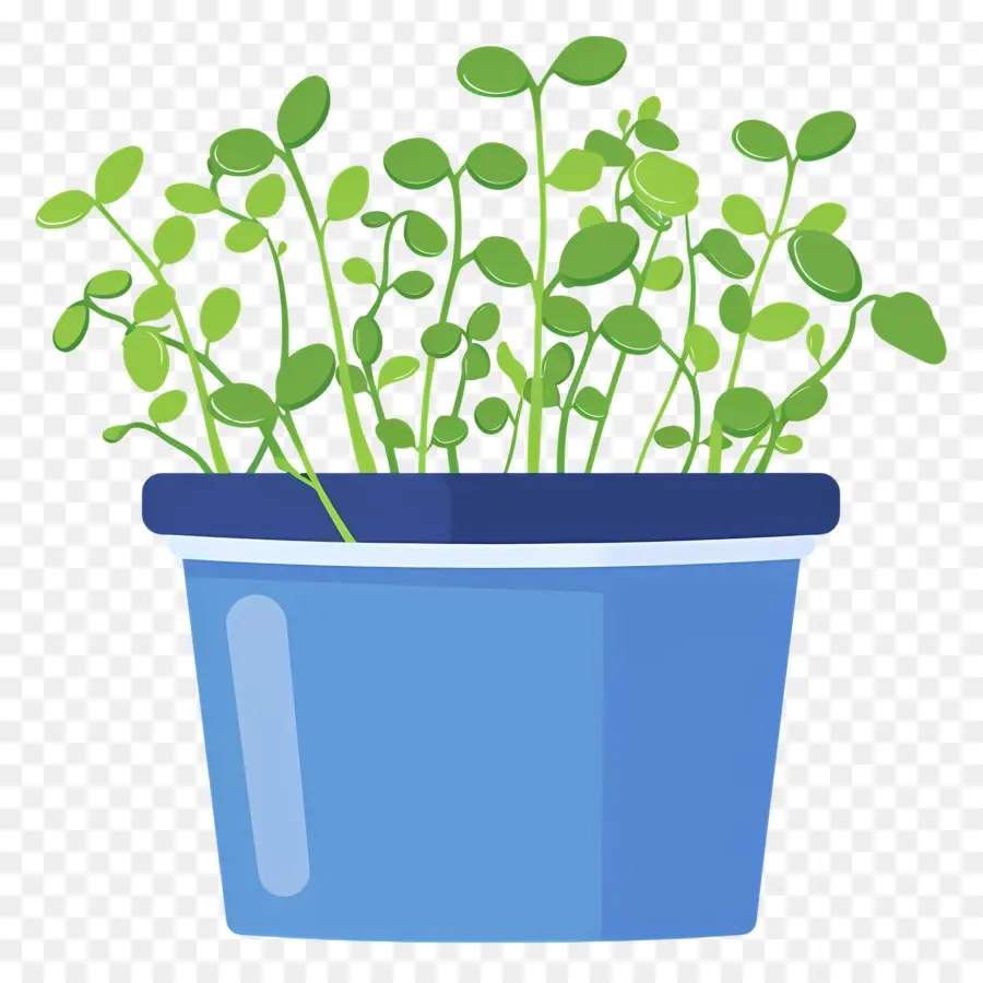 Pot De Micropousses，Plante En Pot PNG