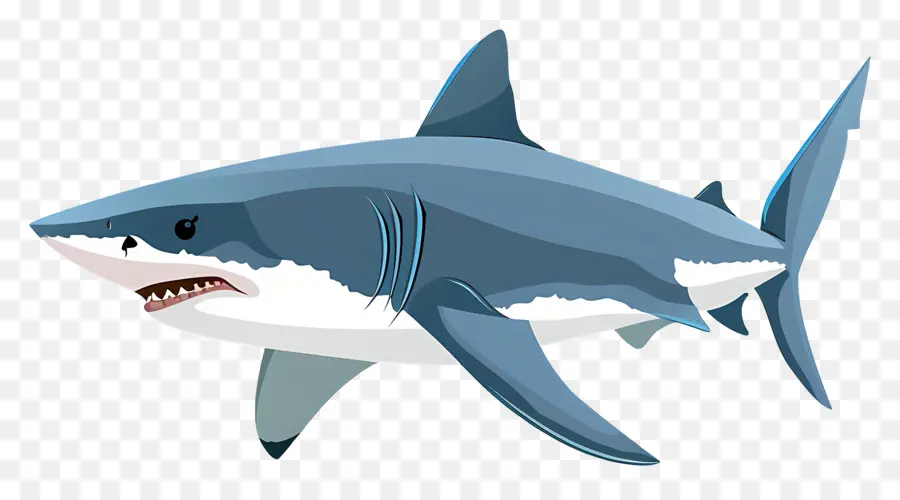 Dessin Animé Requin，Requin PNG