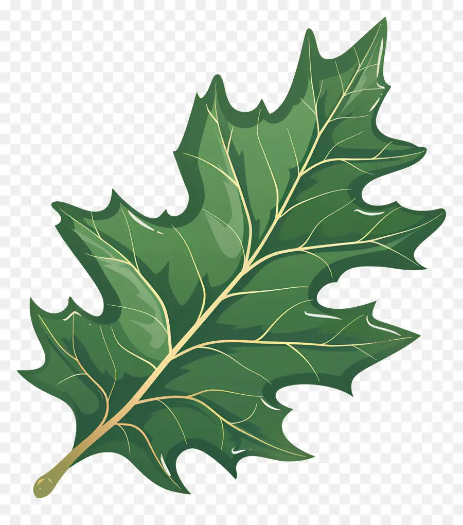 Feuille De Houx，Feuille Verte PNG