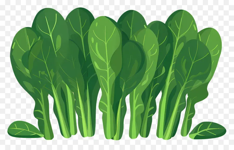 Les épinards，Brocoli PNG