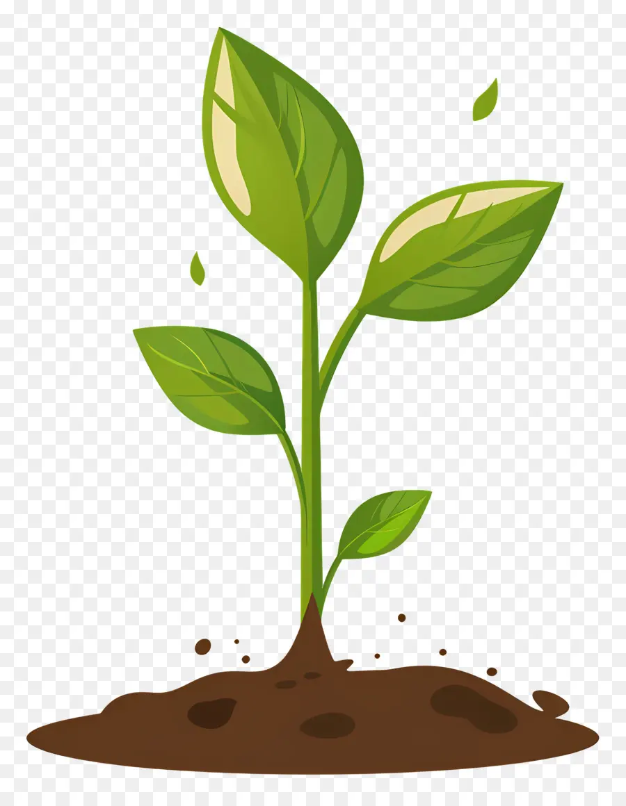 Pousse De Plante，Plant PNG