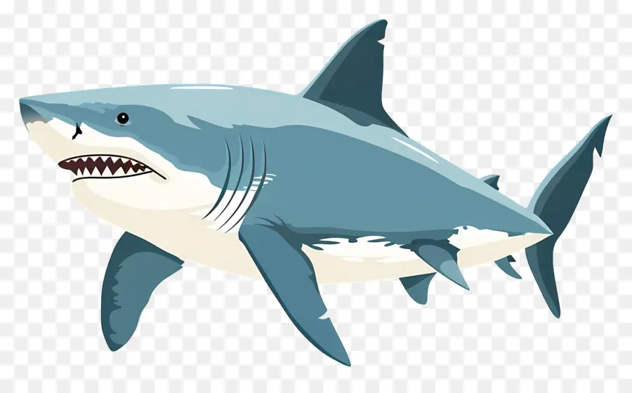 Dessin Animé Requin，Requin PNG