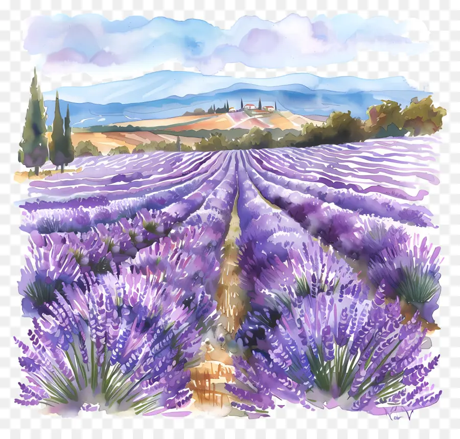 Champ De Lavande，Peinture à L'aquarelle PNG