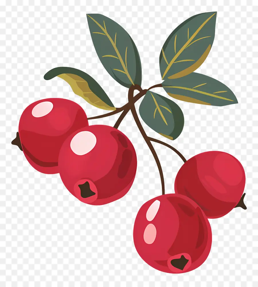 La Canneberge，Fruits Rouges PNG