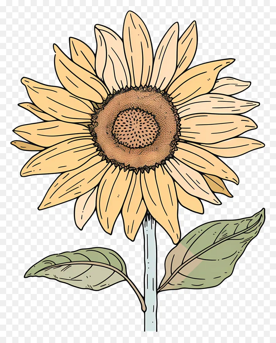 Griffonnage Tournesol，Tournesol PNG