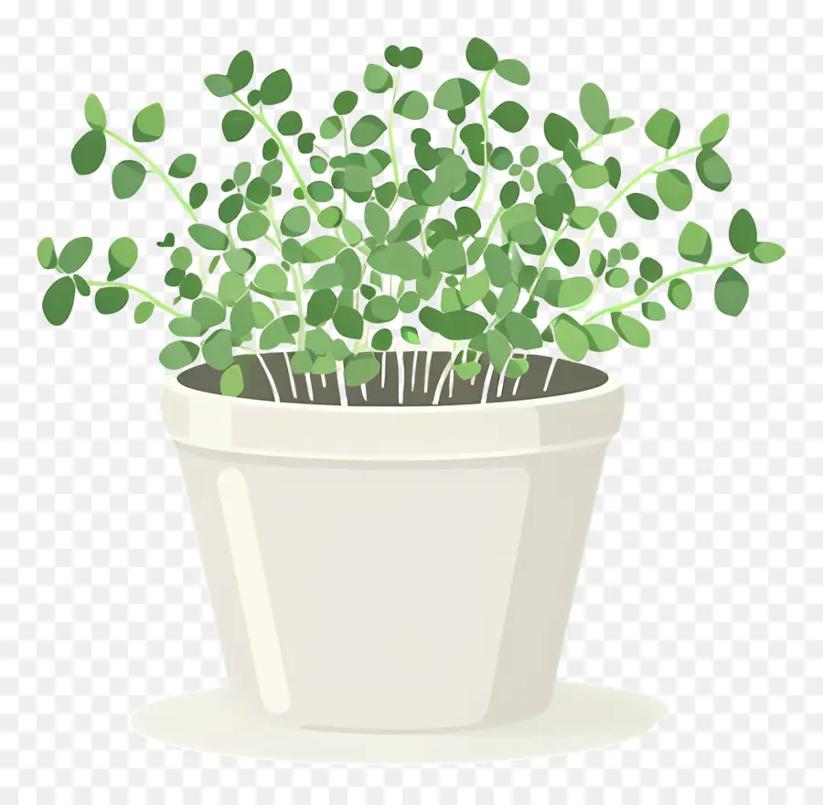 Pot De Micro Verts，Plante En Pot PNG