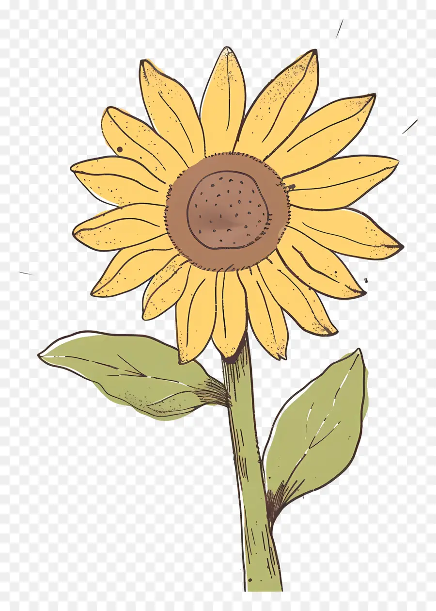 Griffonnage Tournesol，Tournesol PNG