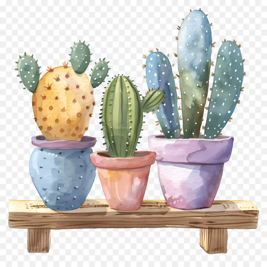 Cactus En Pot，Cactus PNG