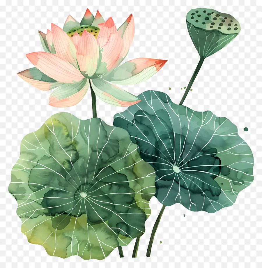 Fleur De Lotus，Des Pétales De Rose PNG