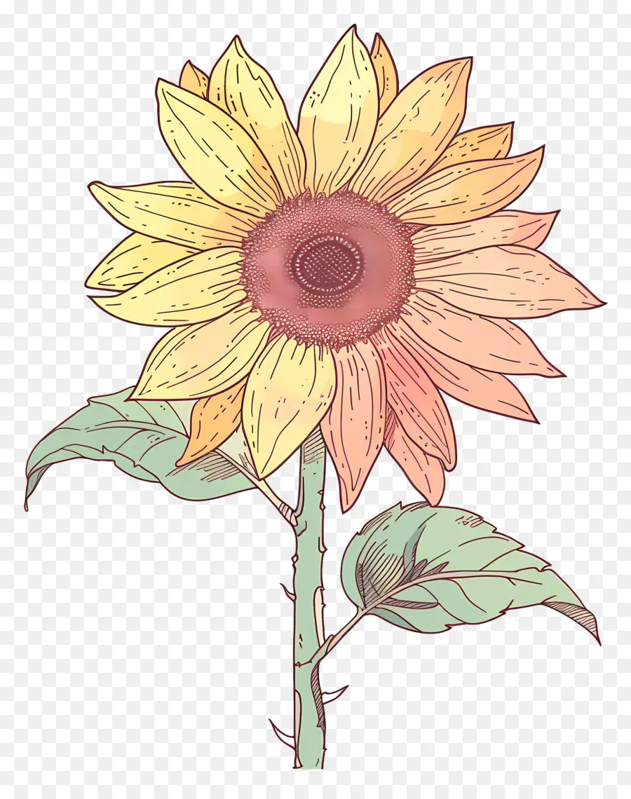 Griffonnage Tournesol，Tournesol PNG