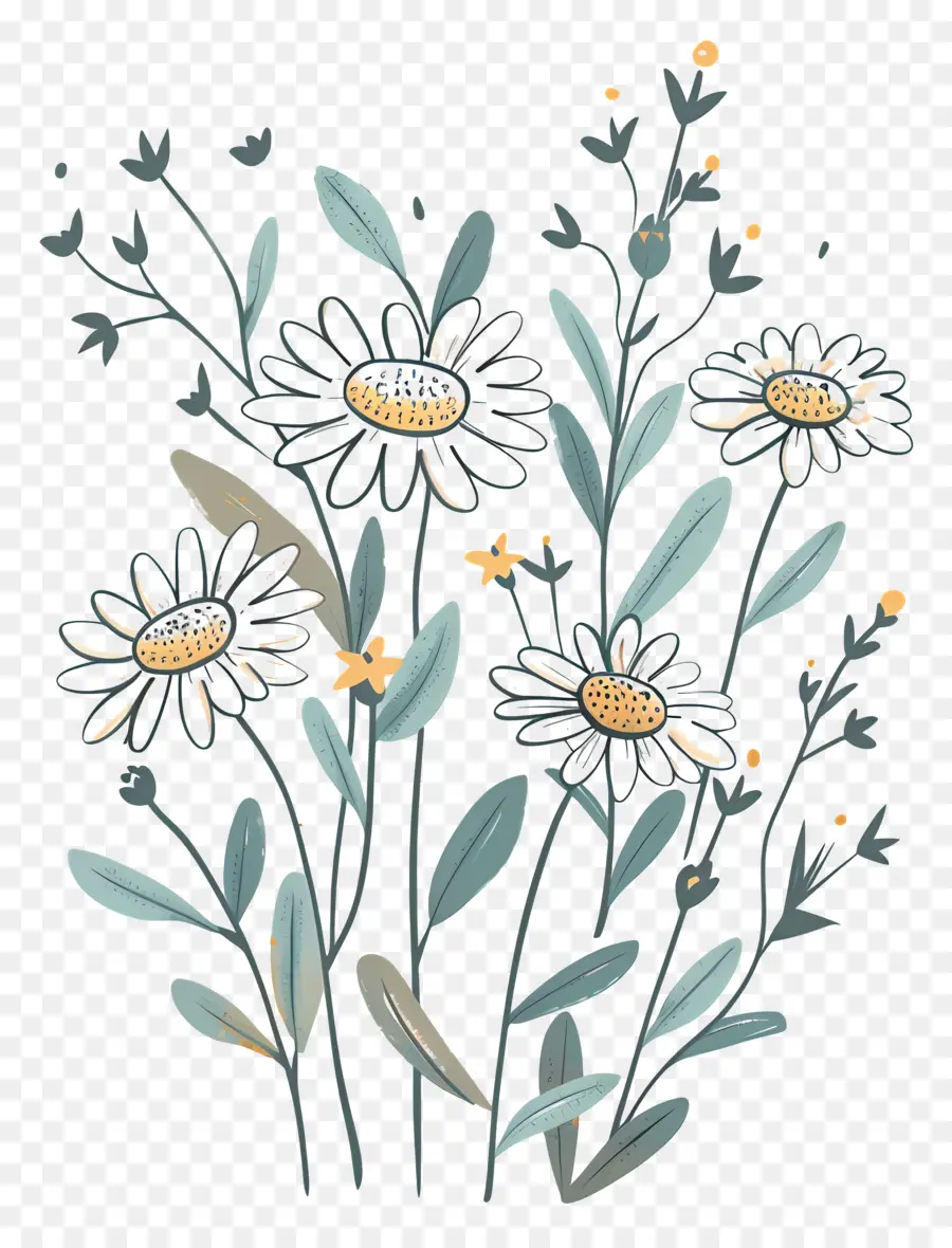 Bouquet Marguerite，Marguerites PNG