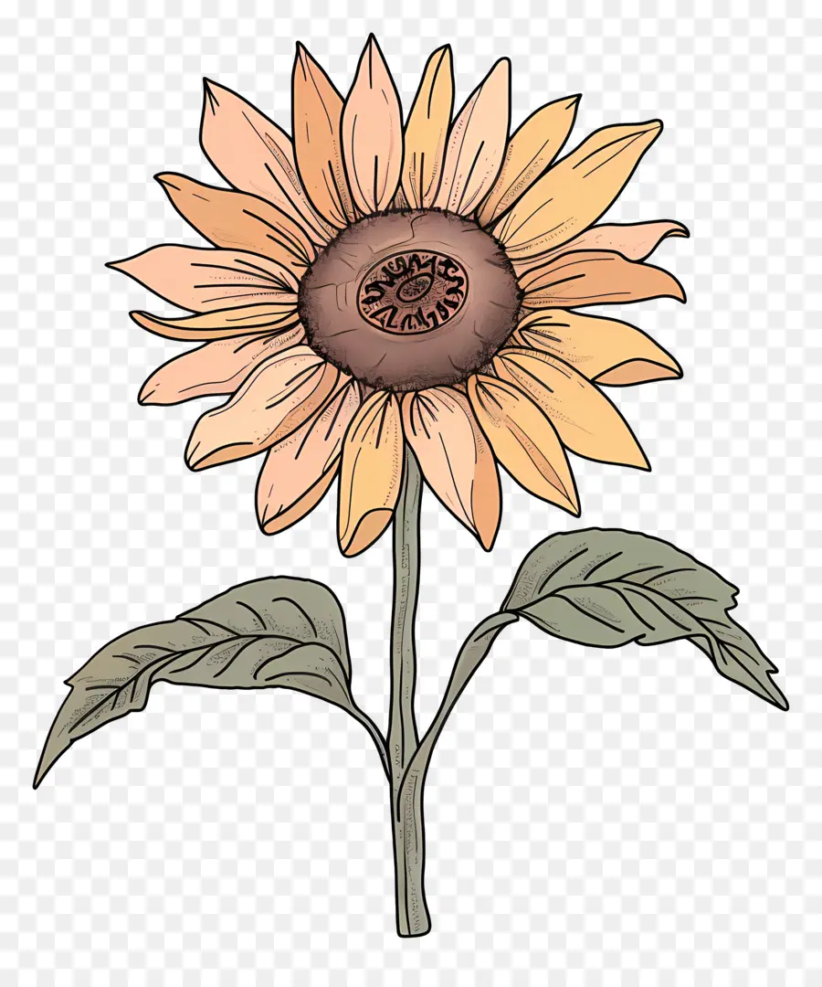 Griffonnage Tournesol，Tournesol PNG