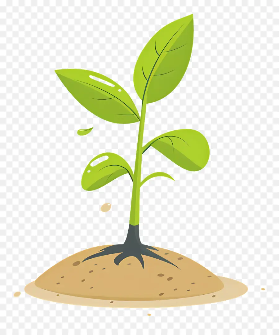 Pousse De Plante，Plant PNG