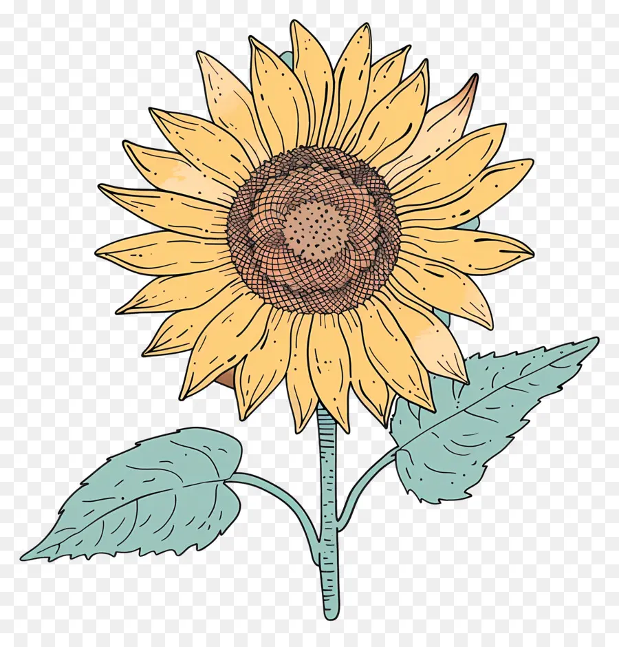 Griffonnage Tournesol，Tournesol PNG