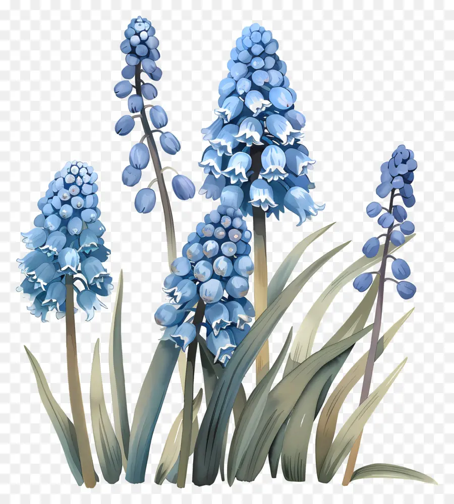 De Raisin De La Jacinthe，Fleurs Bleues PNG