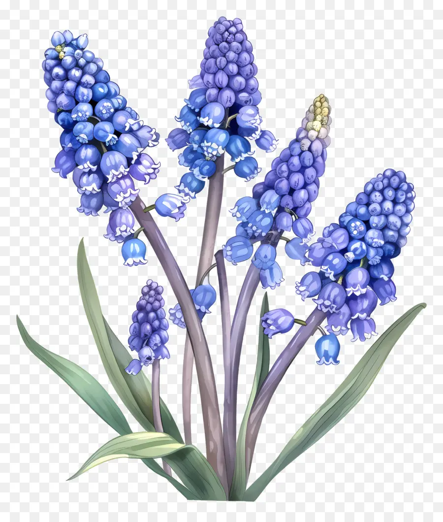 De Raisin De La Jacinthe，Fleurs Bleues PNG