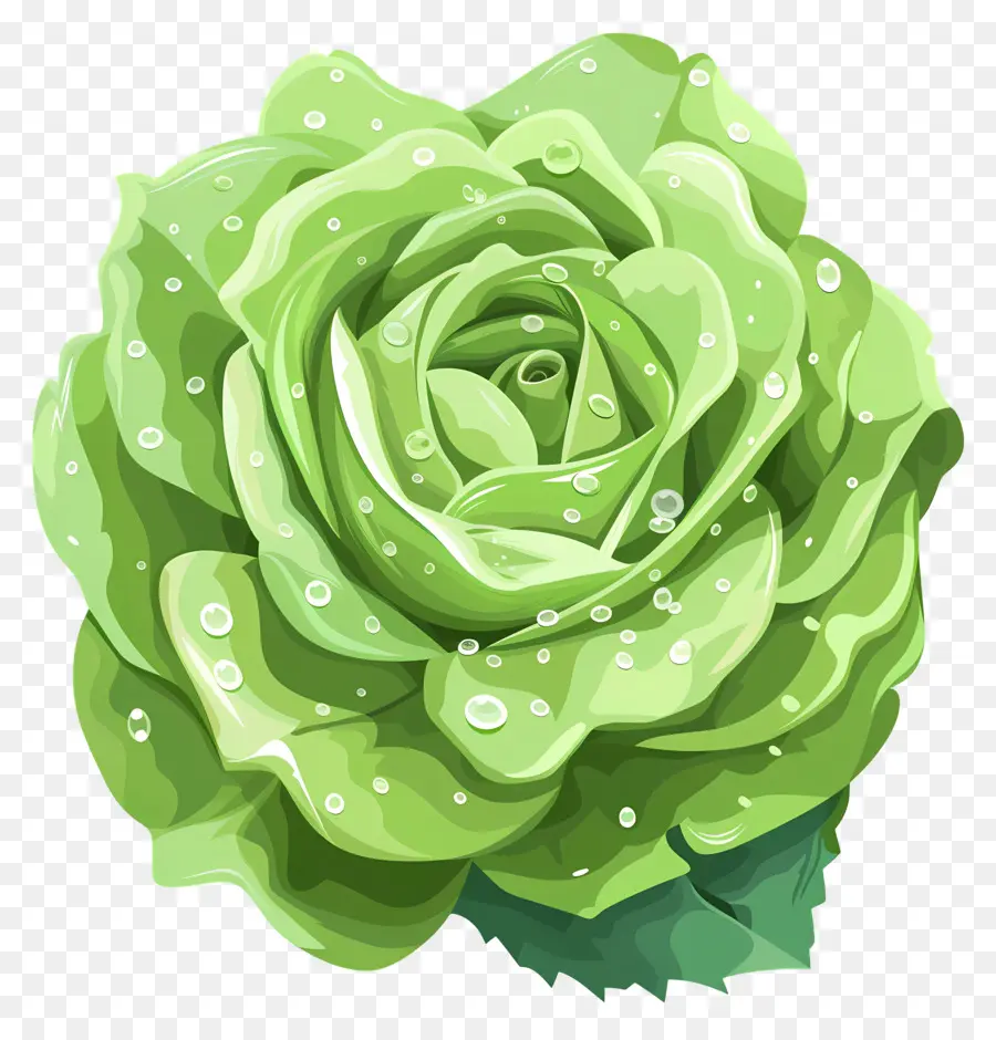 Rose Verte，Des Gouttelettes D'eau PNG