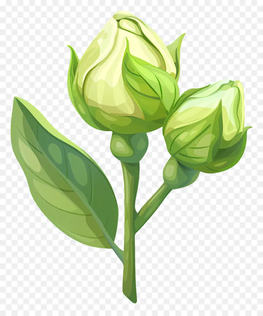 Rose Verte，Tulip PNG