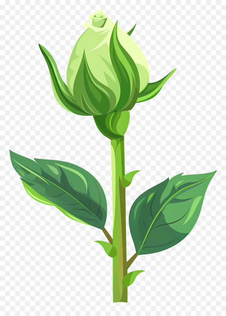 Rose Verte，Rose PNG