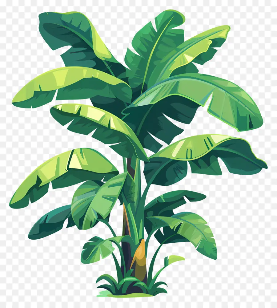 Bananier，Plante Tropicale PNG