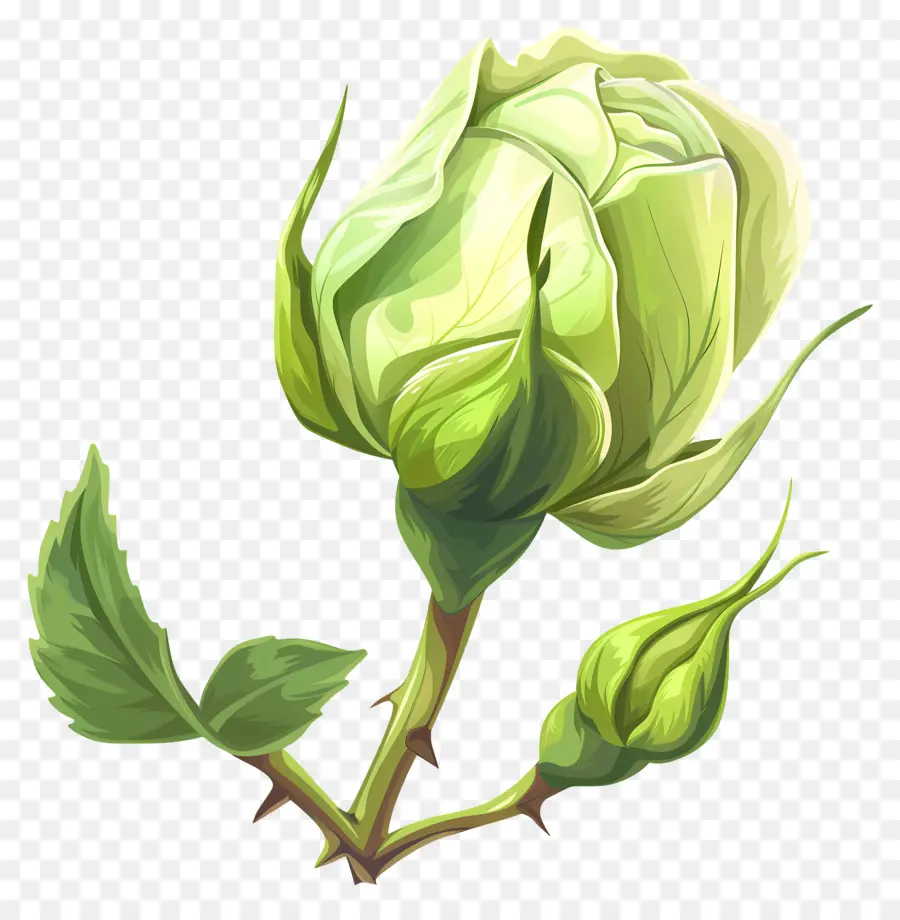 Rose Verte，Rose Blanche PNG