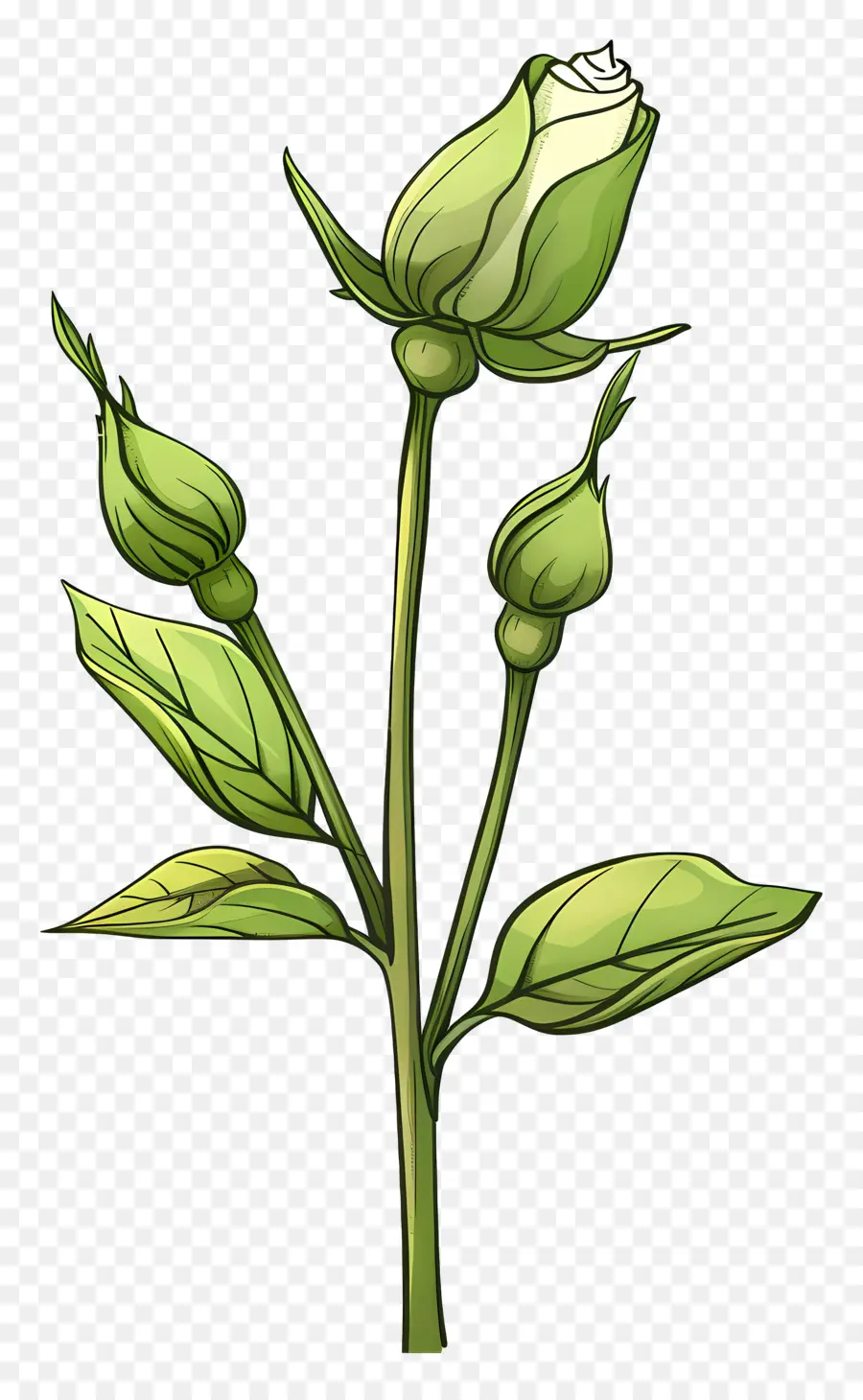 Rose Verte，Rose Blanche PNG