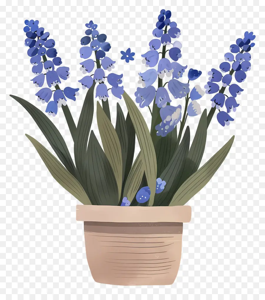 De Raisin De La Jacinthe，Fleurs Bleues PNG