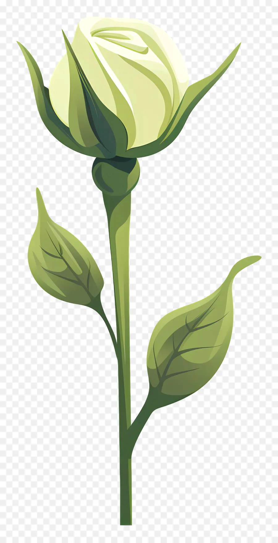 Rose Verte，Rose Blanche PNG