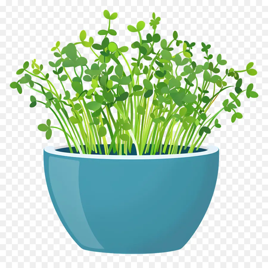 Pot De Micro Verts，Bleu Pot PNG