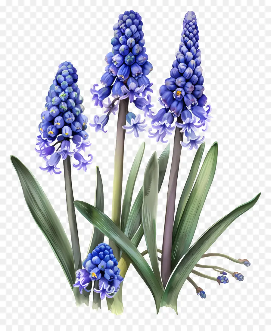 De Raisin De La Jacinthe，Jacinthes Bleus PNG