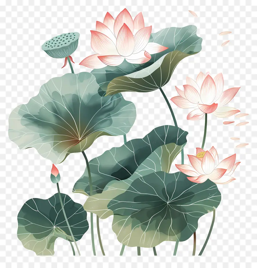 Des Fleurs De Lotus，Fleur De Lotus PNG