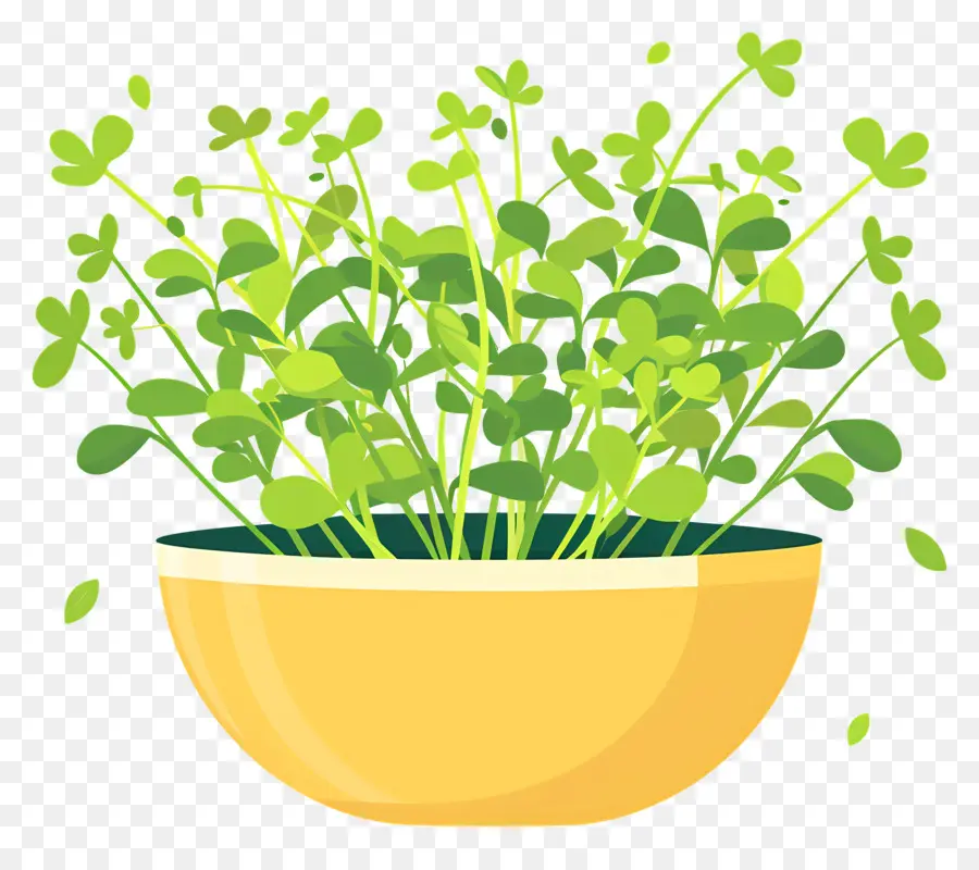 Pot De Micro Verts，Les Plantes Fraîches PNG