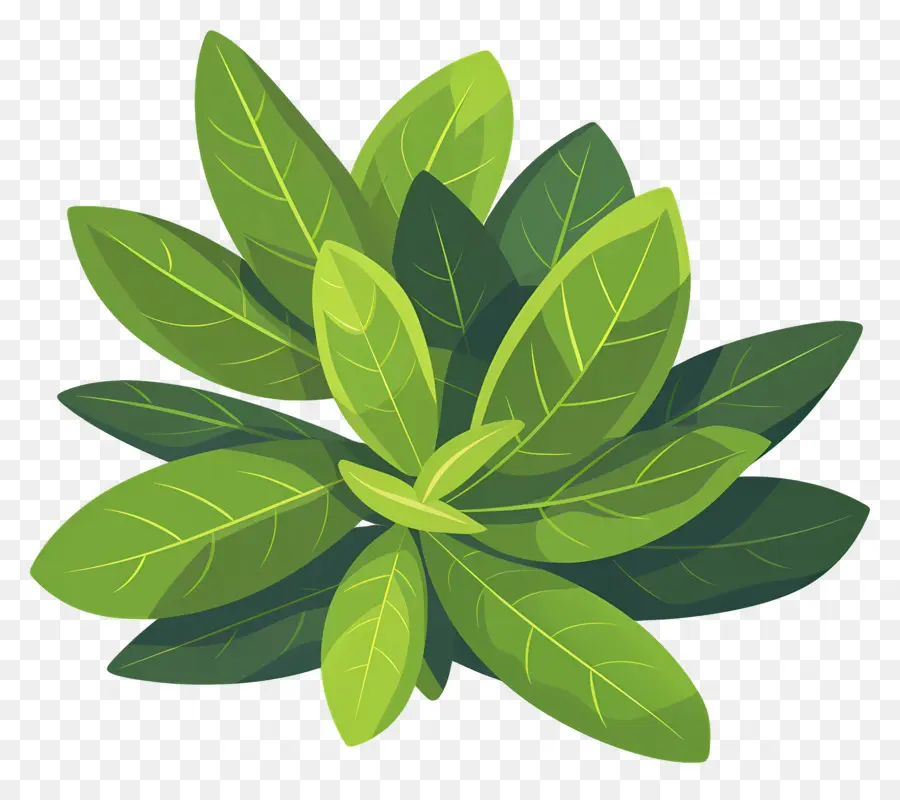 Feuille De Laurier，Plante Verte PNG